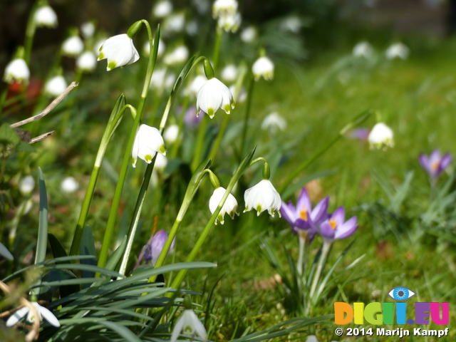 FZ003326 Spring snowflake (Leucojum vernum)